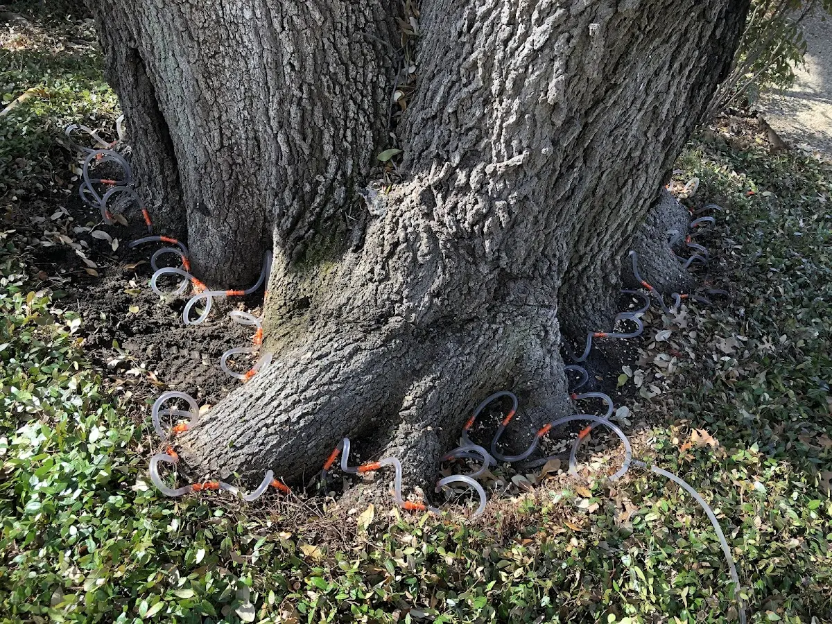 Detailed Tree Cabling and Bracing job site in Bruno