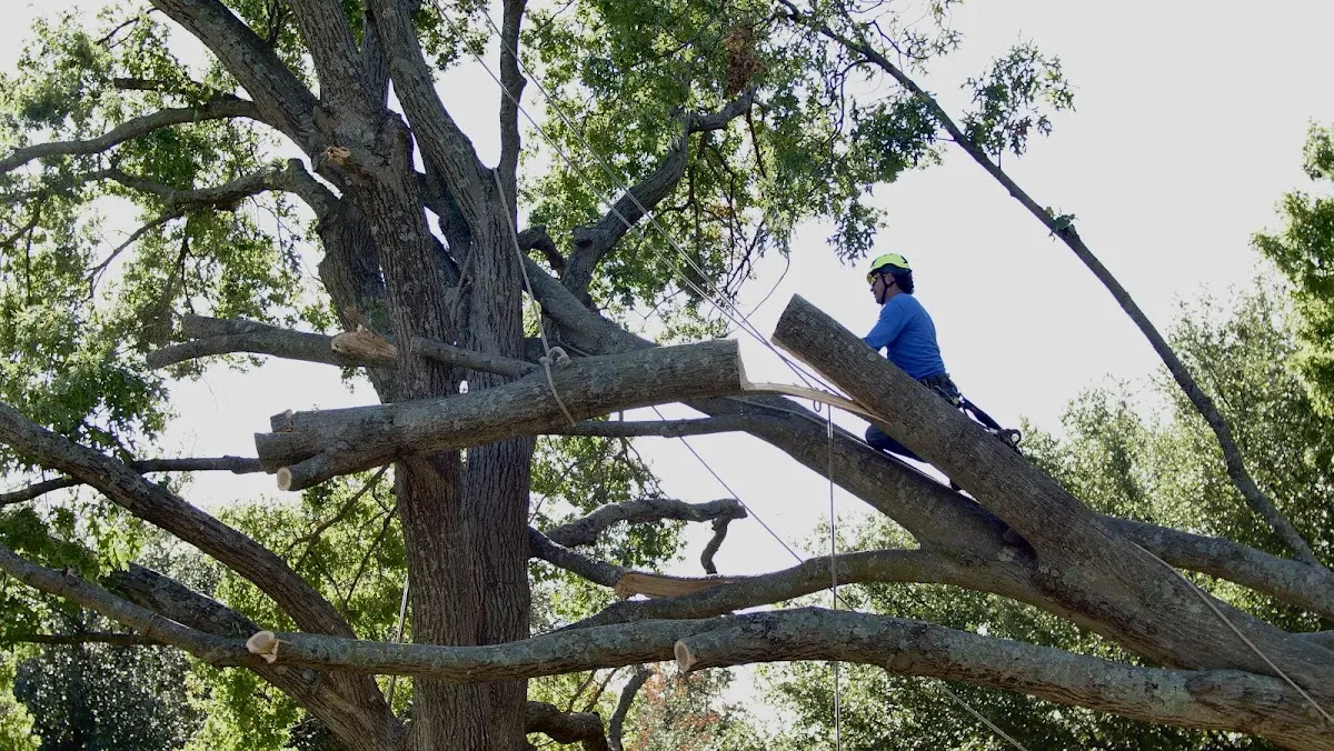 Professional Crown Thinning performed by certified arborists in Bruno