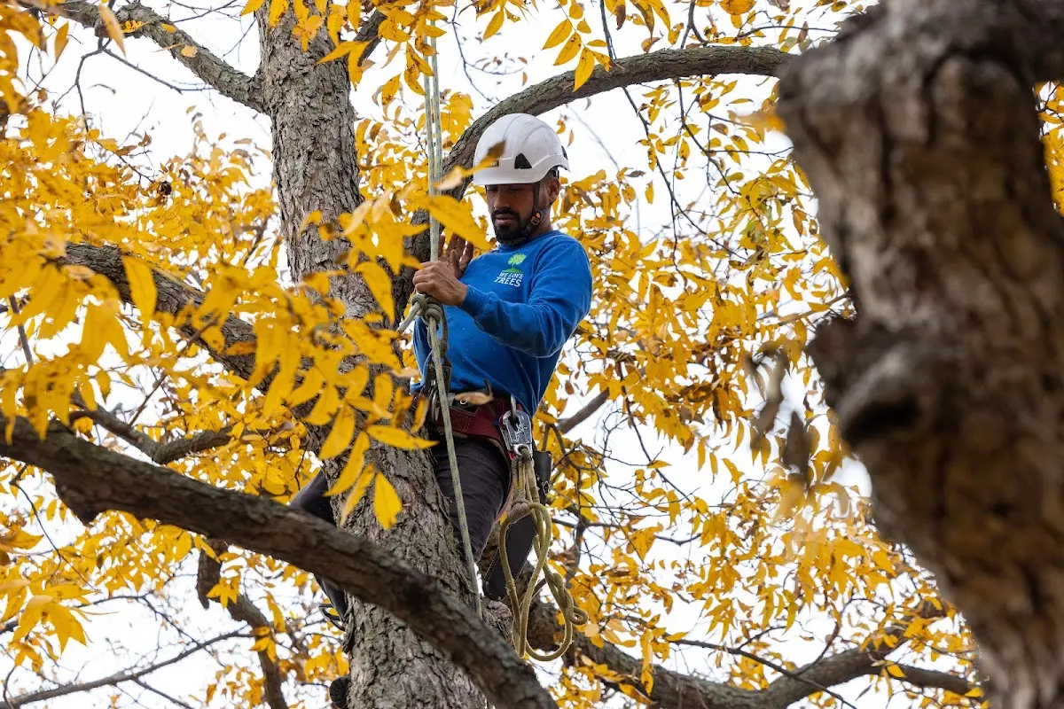 Skilled Tree Trimming crew working in Bruno
