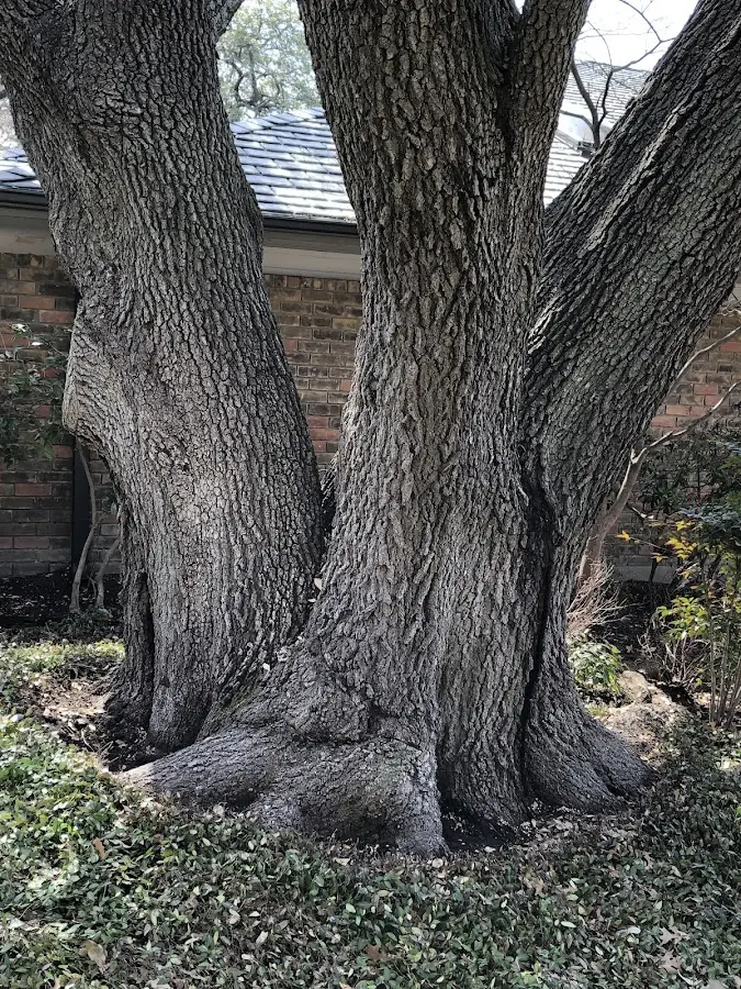 Mature heritage tree close to a Bruno property cared for by certified arborists